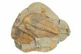 Cambropallas Trilobite - Jbel Ougnate, Morocco #234946-1